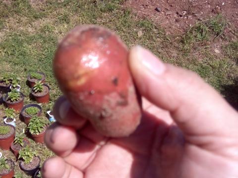 Exemplar das batatas colhidas na horta Bio.